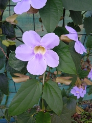 Thunbergia laurifolia image