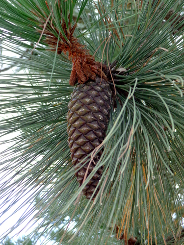 Montezuma pine