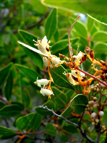 Variety Cuscuta chinensis applanata · iNaturalist