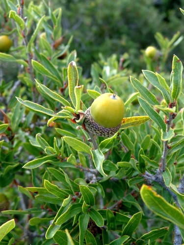 Quercus pringlei
