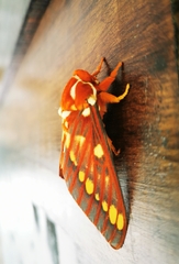 Citheronia volcan image