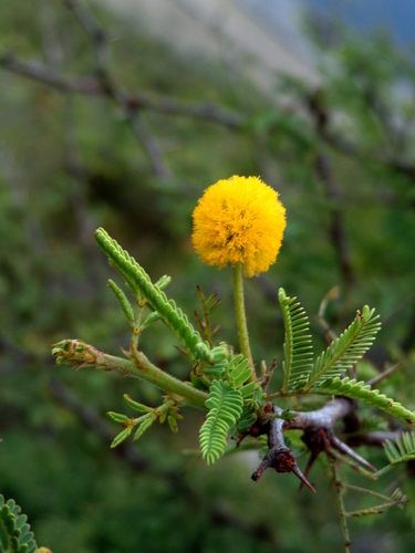 Schaffner's acacia