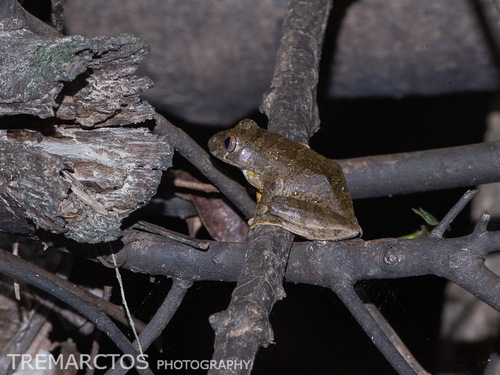 Amani Forest Tree Frog