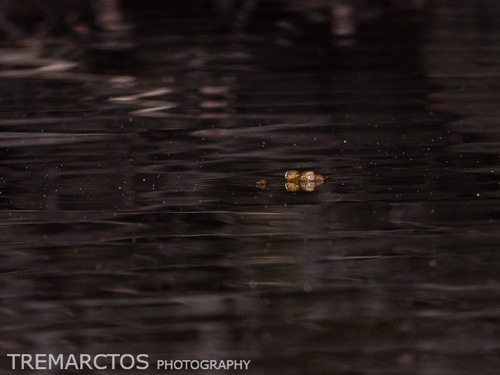 West African slender-snouted crocodile