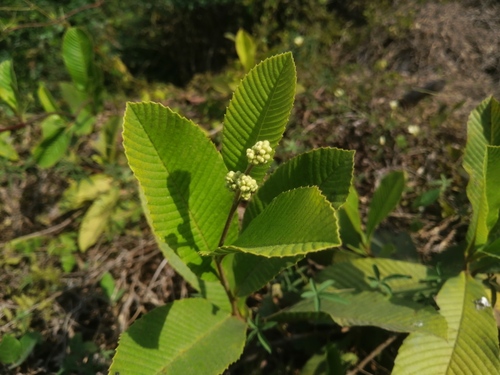 Tetracera portobellensis (Tetracera portobellensis)