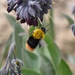 Bombus semenovianus - Photo (c) genter, todos los derechos reservados