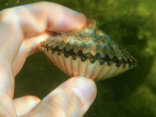 Atlantic Bay Scallop