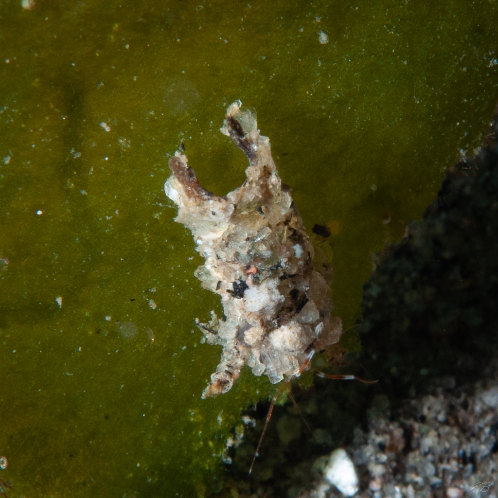 Amphipods, Isopods, and Allies from Basak Dive Site, Zamboanguita