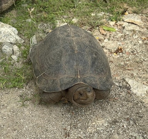 Giant Asian Pond Turtle