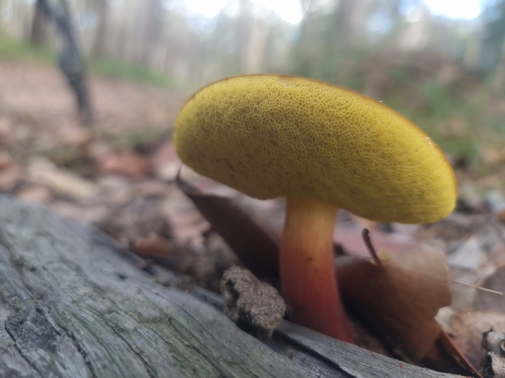 boletes-from-bangalee-nsw-2541-australia-on-april-05-2023-at-04-20-pm