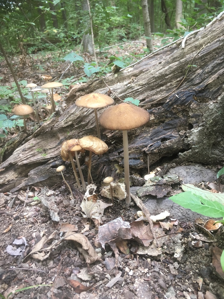 Oudemansiella furfuracea from Warners Park Nature Center, Nashville, TN ...