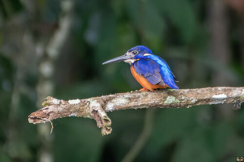 Shining-blue Kingfisher