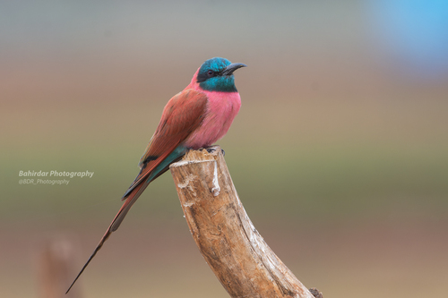Northern Carmine Bee-eater