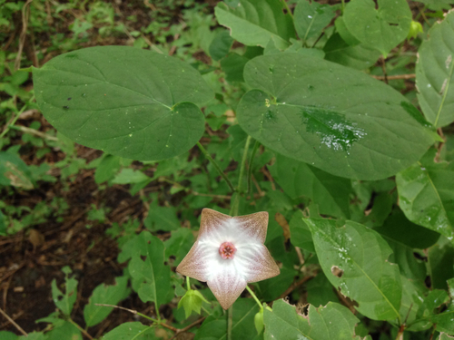 Polystemma guatemalense