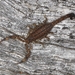 Little Marbled Scorpion - Photo (c) Chris Benesh, all rights reserved, uploaded by Chris Benesh
