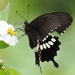 Papilio polytes polytes - Photo (c) S. Dowell, all rights reserved, uploaded by S. Dowell