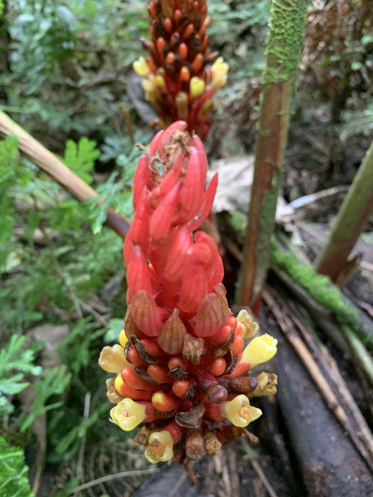 Renealmia thyrsoidea (Renealmia thyrsoidea)