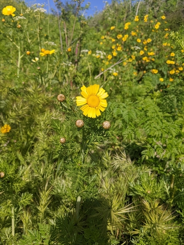 iNaturalist observation photo of Garland Daisy