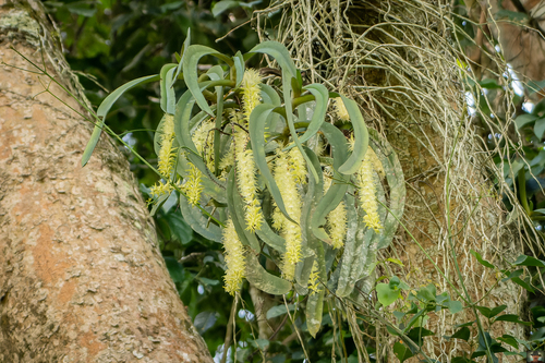 Diaphananthe fragrantissima