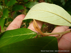 Styrax argenteus image