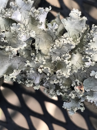 powdered ruffle lichen