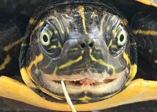 River Cooter