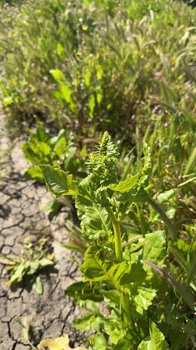 iNaturalist observation photo of Beet