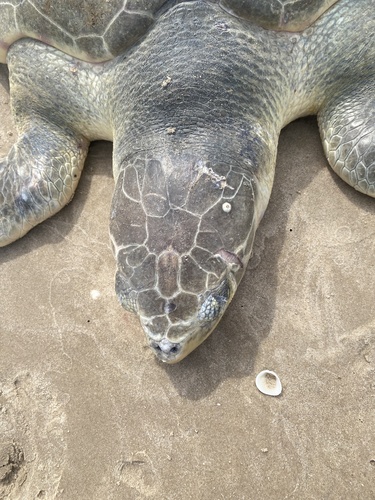Kemp's Ridley Sea Turtle