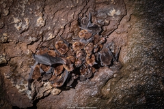 Myotis nigricans image