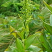 Eastern Green False Hellebore - Photo (c) Cade, all rights reserved, uploaded by Cade