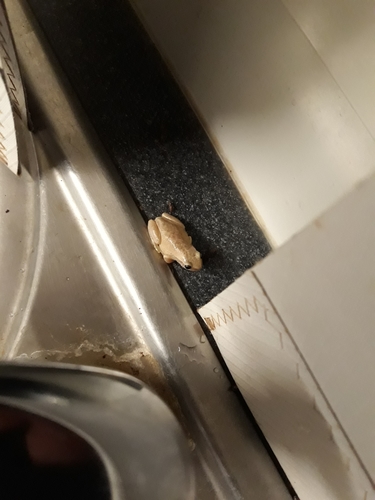 Desert Tree Frog