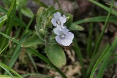 Ruellia blechum image