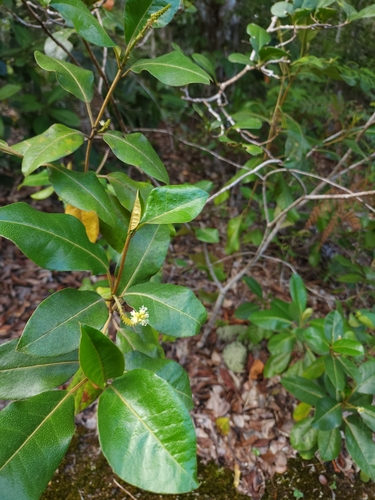 Croton sellowii