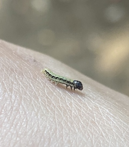 Black-olive Caterpillar Moth