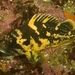 Black-and-Yellow Rockfish - Photo (c) squadron633, all rights reserved