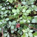 Rubus armeniacus - Photo (c) akuauhtli, todos os direitos reservados