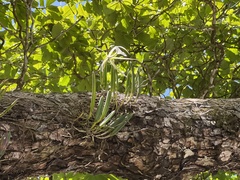 Brassavola nodosa image