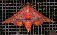 Image of Dysodia oculatana