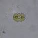 Euastrum elegans - Photo (c) Juan Pablo Avendaño, כל הזכויות שמורות, הועלה על ידי Juan Pablo Avendaño
