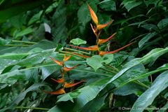 Heliconia latispatha image