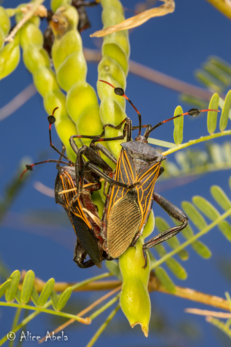 Giant Mesquite Bug