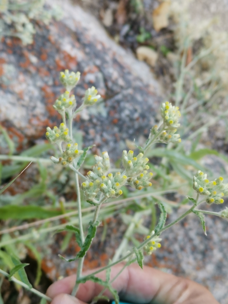 two-color-rabbit-tobacco-from-la-paz-b-c-s-m-xico-on-march-20-2023