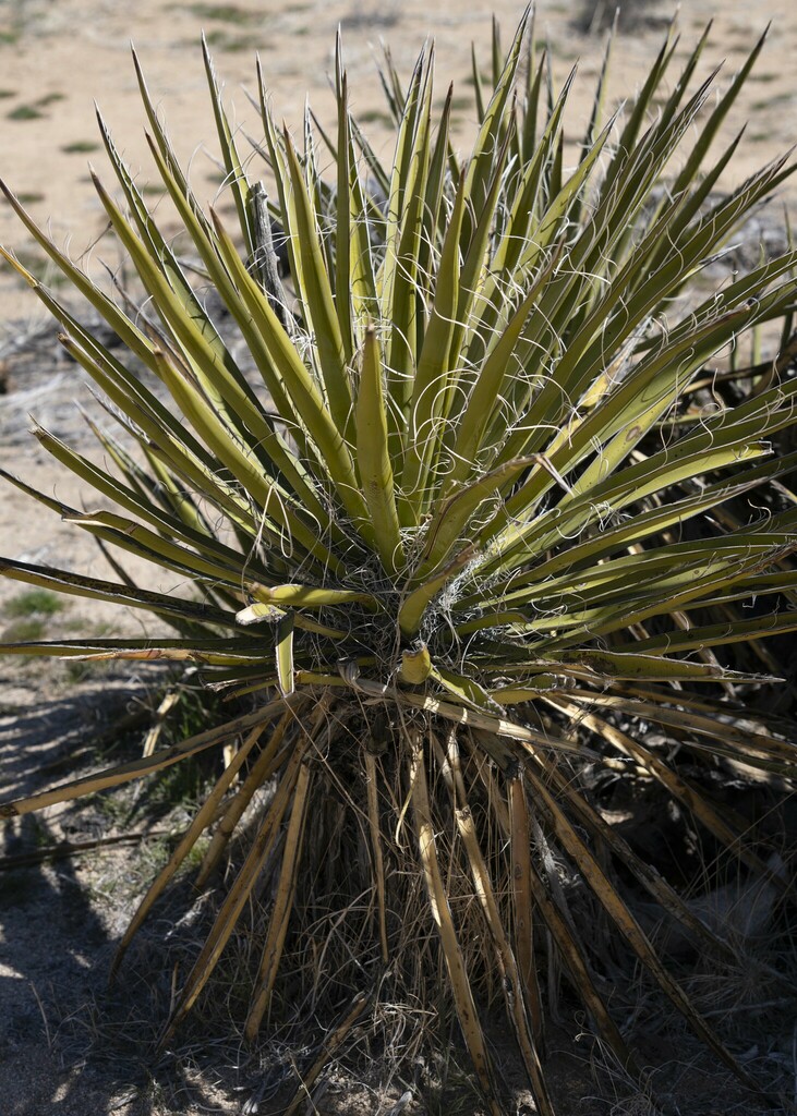 Mojave Yucca from Joshua Tree Parkway, Twentynine Palms, CA 92277, USA ...