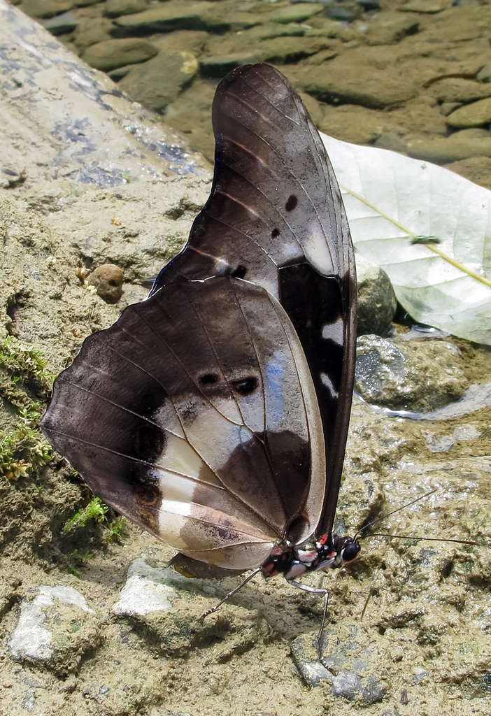 Subspecies Morpho rhetenor helena · iNaturalist