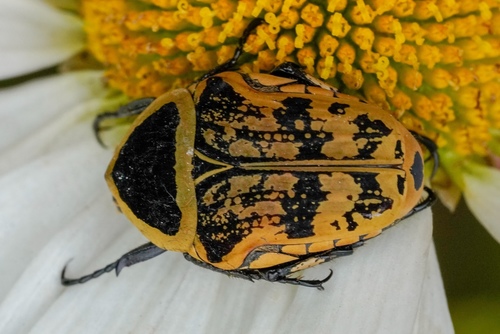 Euryomia argentea