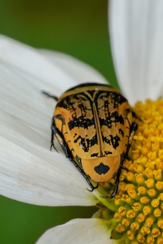 Euryomia argentea