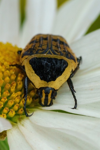 Euryomia argentea