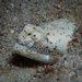 Crocodile Snake Eel - Photo (c) Emma Brown, all rights reserved, uploaded by Emma Brown