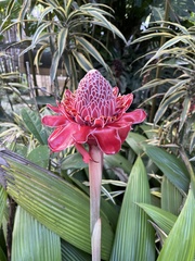 Etlingera elatior image