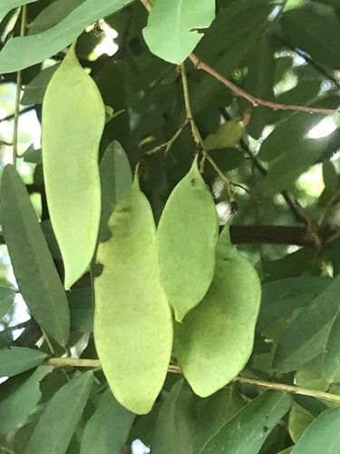 Dalbergia elegans · iNaturalist